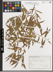 Foto von Salix L.